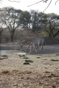 jagd-sudafrika