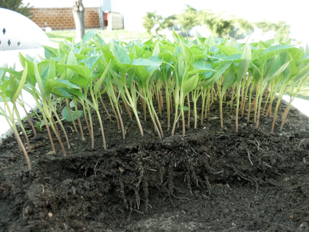 hnojivo na papriky