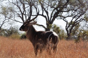 poľovačka v južnej Afrike